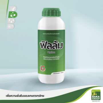 ฟิลลัม